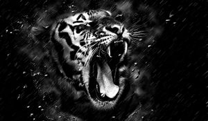 Preview wallpaper tiger, grin, bw, predator, fangs