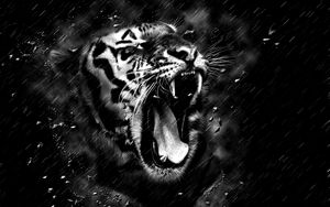 Preview wallpaper tiger, grin, bw, predator, fangs