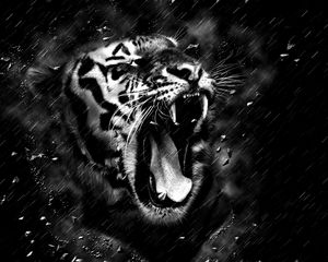 Preview wallpaper tiger, grin, bw, predator, fangs