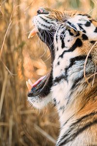 Preview wallpaper tiger, grin, canines, predator, muzzle, profile