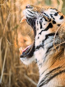 Preview wallpaper tiger, grin, canines, predator, muzzle, profile