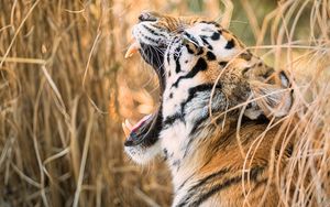 Preview wallpaper tiger, grin, canines, predator, muzzle, profile