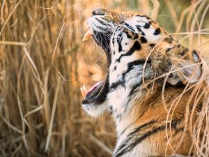 Preview wallpaper tiger, grin, canines, predator, muzzle, profile