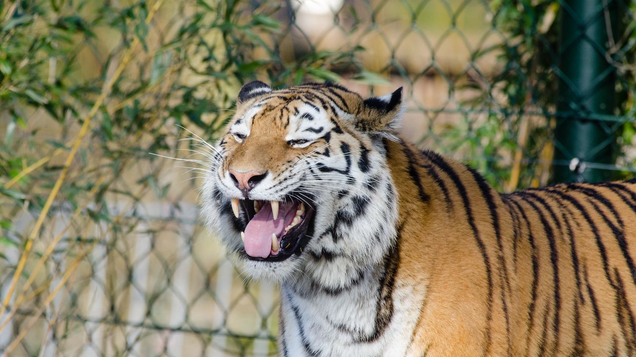 Wallpaper tiger, grin, fangs, predator