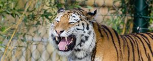 Preview wallpaper tiger, grin, fangs, predator