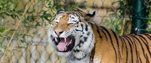 Preview wallpaper tiger, grin, fangs, predator