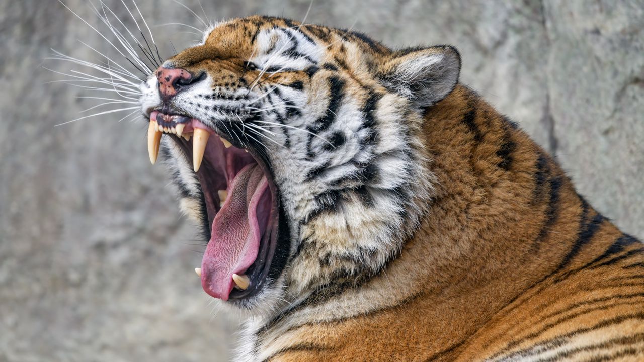 Wallpaper tiger, grin, fangs, stripes, big cat, animal