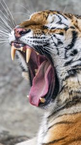 Preview wallpaper tiger, grin, fangs, stripes, big cat, animal