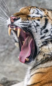 Preview wallpaper tiger, grin, fangs, stripes, big cat, animal