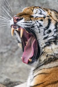 Preview wallpaper tiger, grin, fangs, stripes, big cat, animal