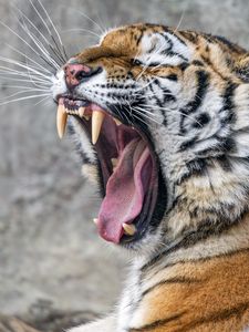 Preview wallpaper tiger, grin, fangs, stripes, big cat, animal