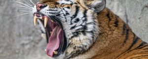 Preview wallpaper tiger, grin, fangs, stripes, big cat, animal