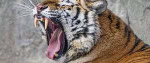 Preview wallpaper tiger, grin, fangs, stripes, big cat, animal