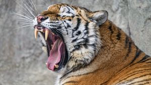 Preview wallpaper tiger, grin, fangs, stripes, big cat, animal