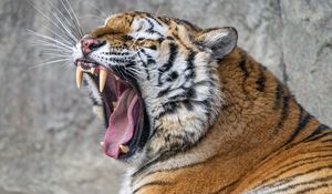 Preview wallpaper tiger, grin, fangs, stripes, big cat, animal