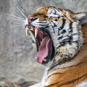 Preview wallpaper tiger, grin, fangs, stripes, big cat, animal