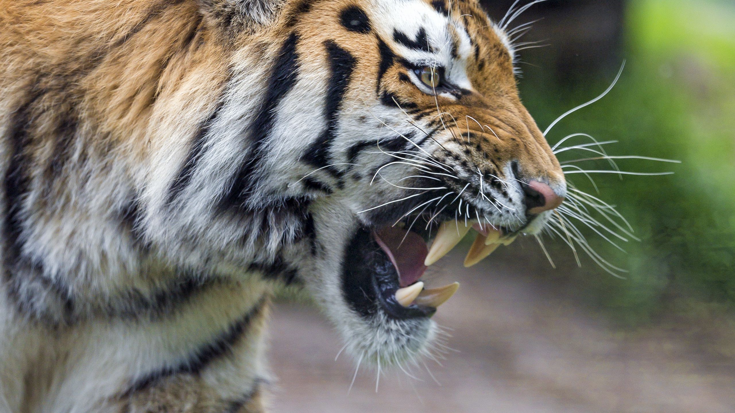 Download wallpaper 2560x1440 tiger, grin, paw, predator widescreen 16:9 ...