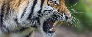 Preview wallpaper tiger, grin, paw, predator