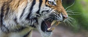 Preview wallpaper tiger, grin, paw, predator