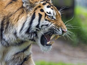 Preview wallpaper tiger, grin, paw, predator