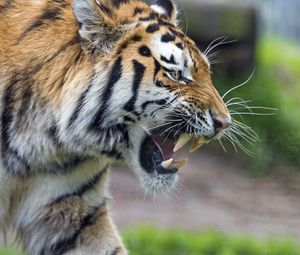 Preview wallpaper tiger, grin, paw, predator