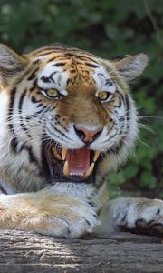 Preview wallpaper tiger, grin, paws, predator, big cat, log