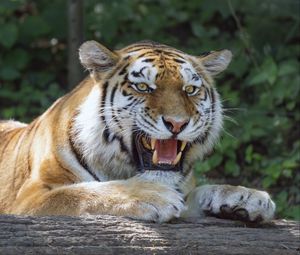 Preview wallpaper tiger, grin, paws, predator, big cat, log