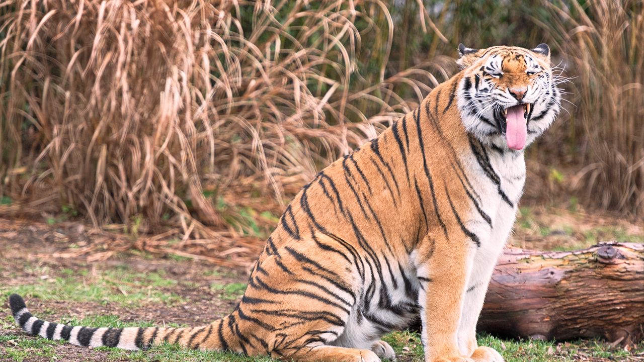 Wallpaper tiger, grin, predator, big cat