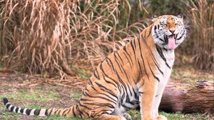Preview wallpaper tiger, grin, predator, big cat