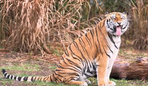 Preview wallpaper tiger, grin, predator, big cat