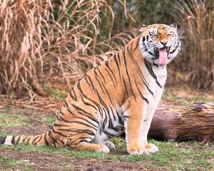 Preview wallpaper tiger, grin, predator, big cat