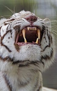 Preview wallpaper tiger, grin, predator, white, albino