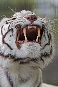 Preview wallpaper tiger, grin, predator, white, albino