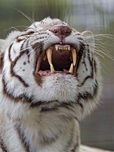 Preview wallpaper tiger, grin, predator, white, albino