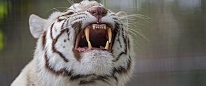 Preview wallpaper tiger, grin, predator, white, albino