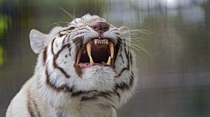 Preview wallpaper tiger, grin, predator, white, albino