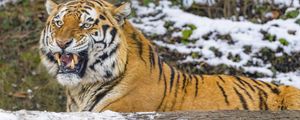 Preview wallpaper tiger, grin, predator, big cat, snow