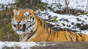 Preview wallpaper tiger, grin, predator, big cat, snow