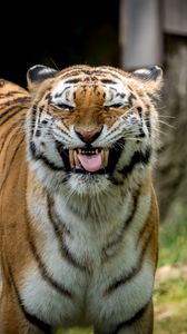 Preview wallpaper tiger, grin, predator, big cat, animal
