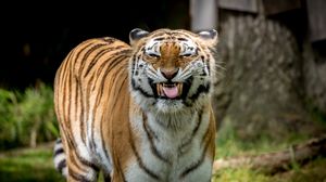 Preview wallpaper tiger, grin, predator, big cat, animal