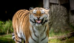 Preview wallpaper tiger, grin, predator, big cat, animal