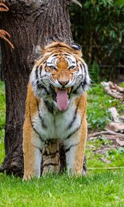 Preview wallpaper tiger, grin, predator, big cat, tree