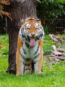 Preview wallpaper tiger, grin, predator, big cat, tree