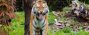 Preview wallpaper tiger, grin, predator, big cat, tree