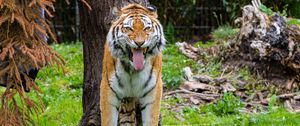 Preview wallpaper tiger, grin, predator, big cat, tree
