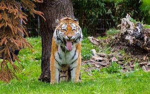 Preview wallpaper tiger, grin, predator, big cat, tree