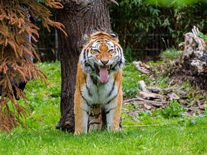Preview wallpaper tiger, grin, predator, big cat, tree