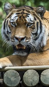 Preview wallpaper tiger, grin, predator, pose