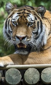 Preview wallpaper tiger, grin, predator, pose
