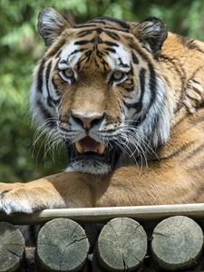 Preview wallpaper tiger, grin, predator, pose